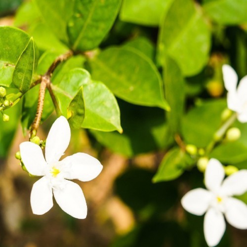 jasminum-sambac-jasmin-d-arabie