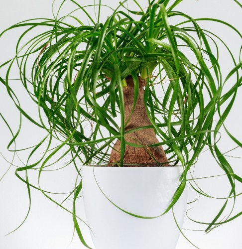 BEAUCARNEA RECURVATA