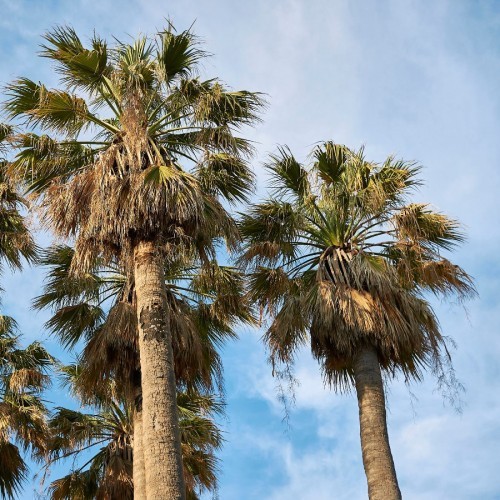 WASHINGTONIA FILIFERA (PALMIER DE CALIFORNIE PALMIER A JUPON)