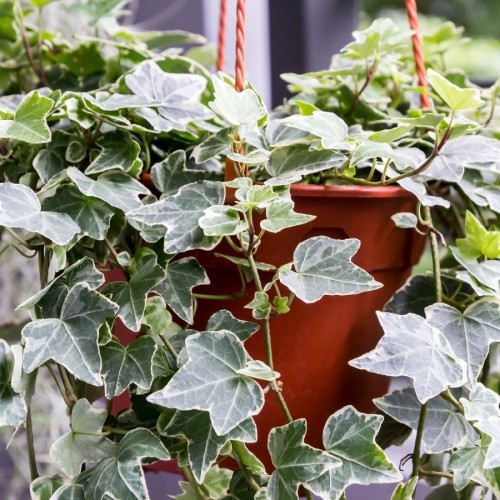HEDERA HELIX VARIEGATA (LIERRE)