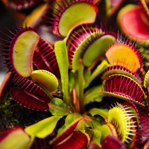 DIONAEA MUSCIPULA (ATTRAPE MOUCHE)