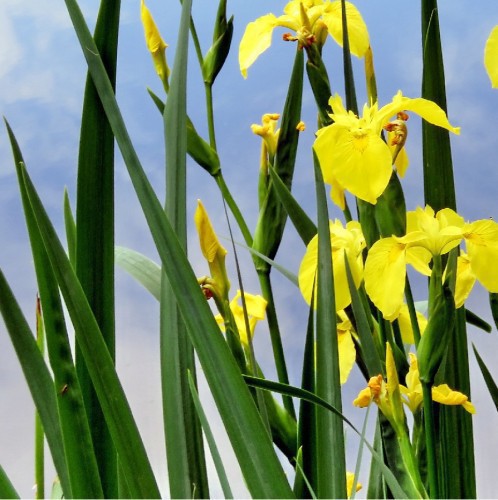 IRIS PSEUDACORUS