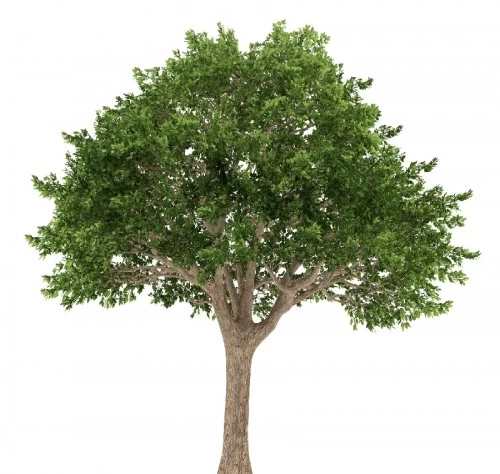 schinus-terebinthifolius-faux-poivrier-se
