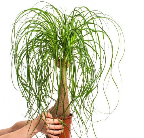 BEAUCARNEA RECURVATA