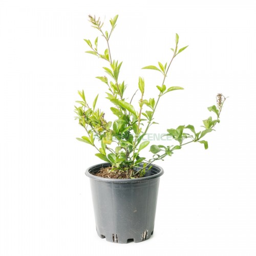 plumbago-capensis-blanc