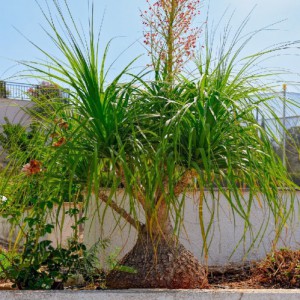 BEAUCARNEA RECURVATA