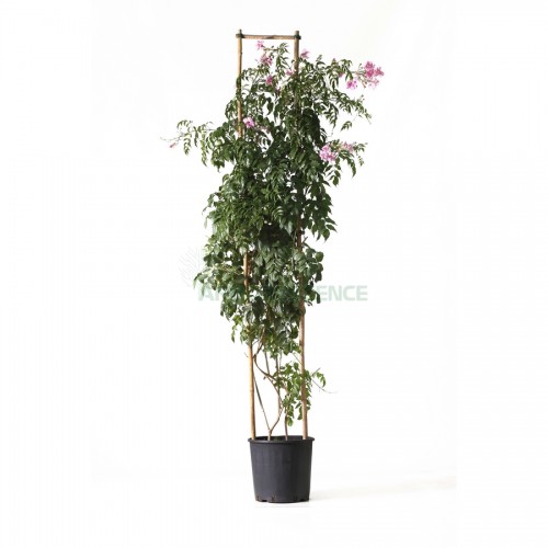 podranea-ricasoliana-liane-de-floride-bignone-rose-liane-orchidee-tuteur