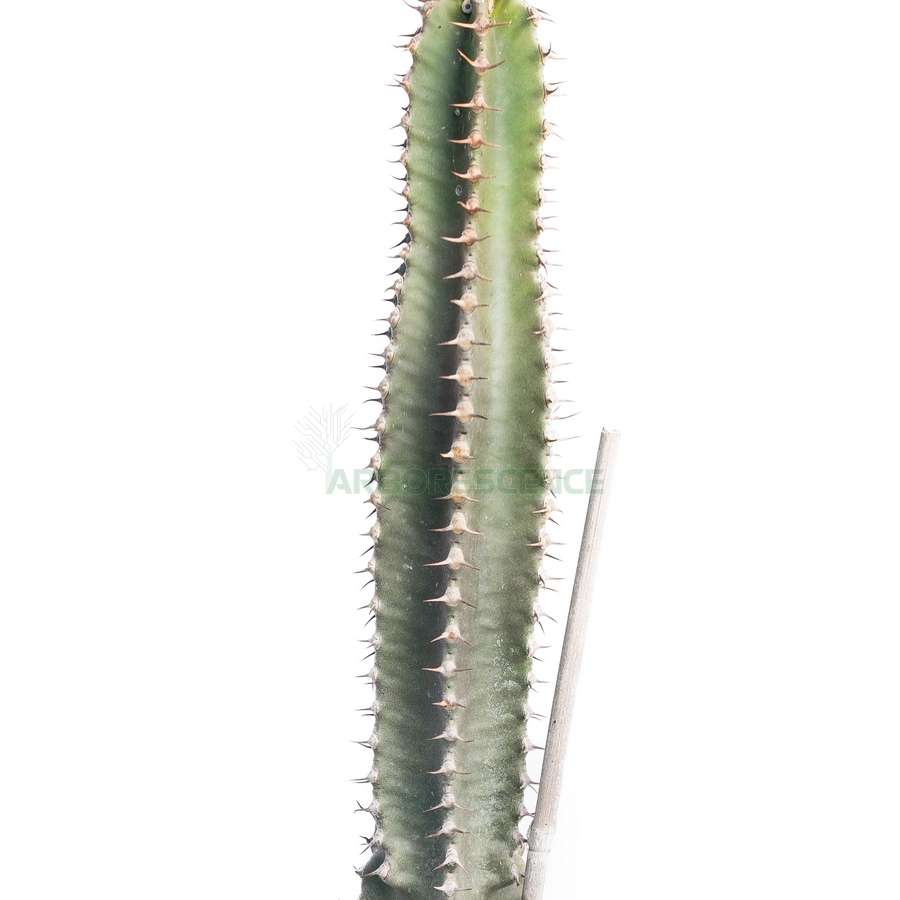 euphorbia-canariensis