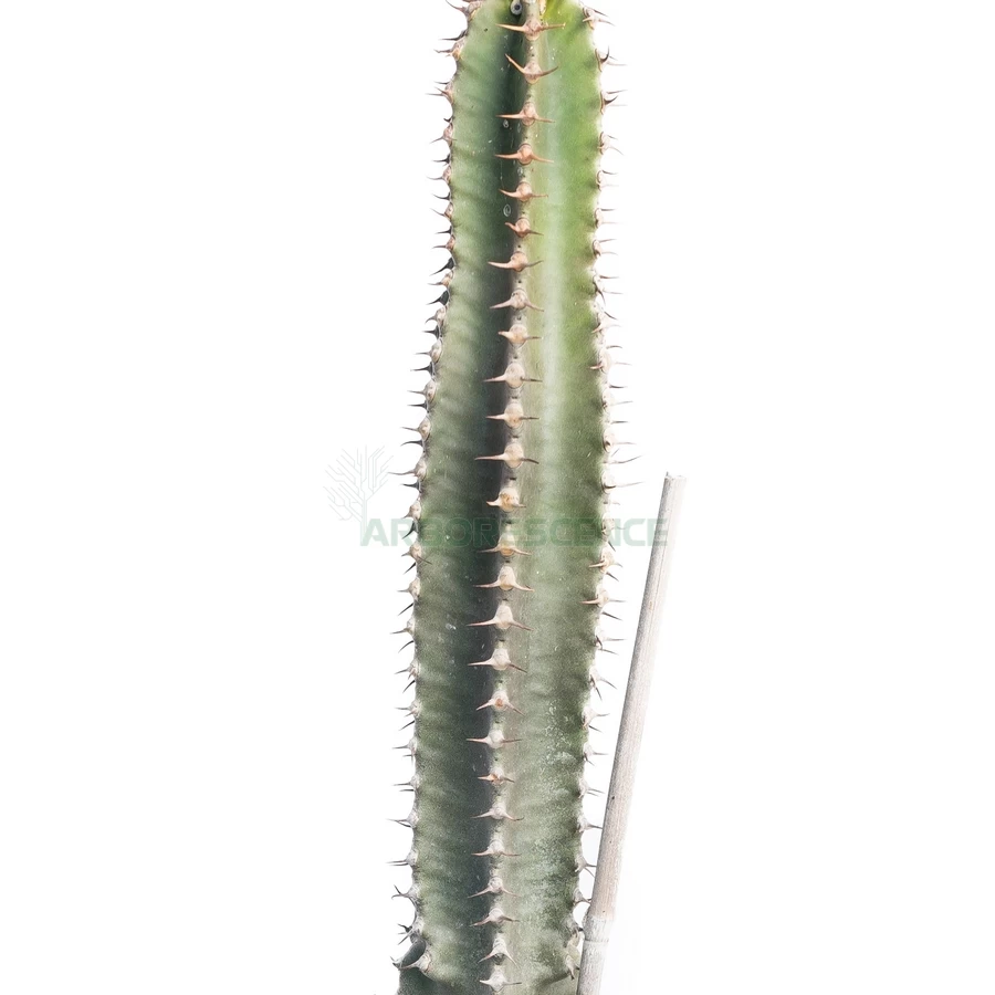 euphorbia-canariensis