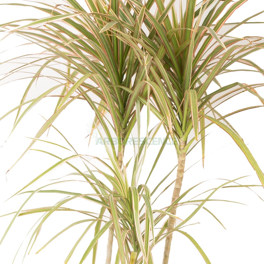 dracaena-marginata