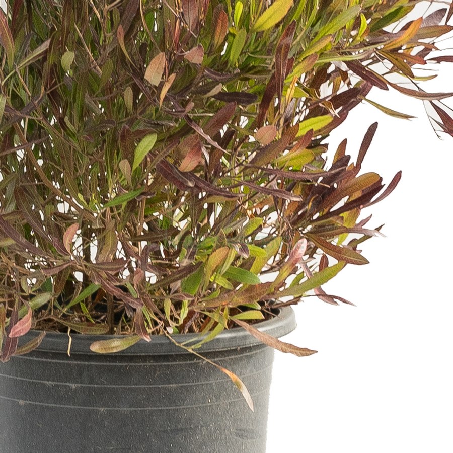 dodonaea-viscosa-purpurea-boule