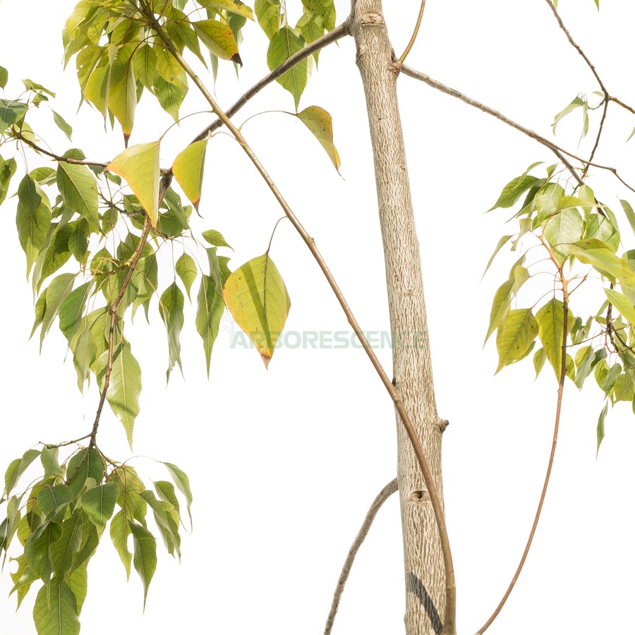 brachychiton-populneus-kurrajong