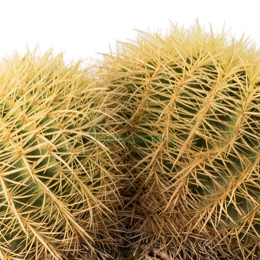 echinocactus-grusonii-touffe