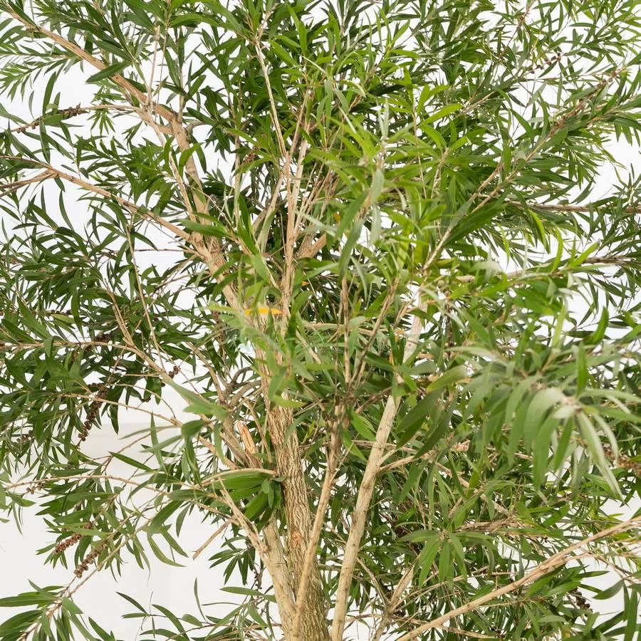callistemon-leavis-rince-bouteille