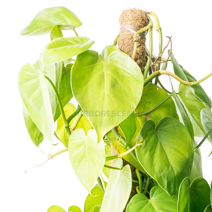 philodendron-scandens-susp