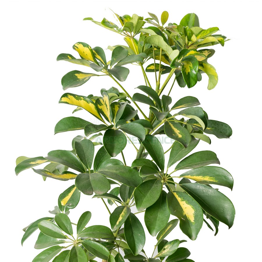 schefflera-arboricola-vert-boule