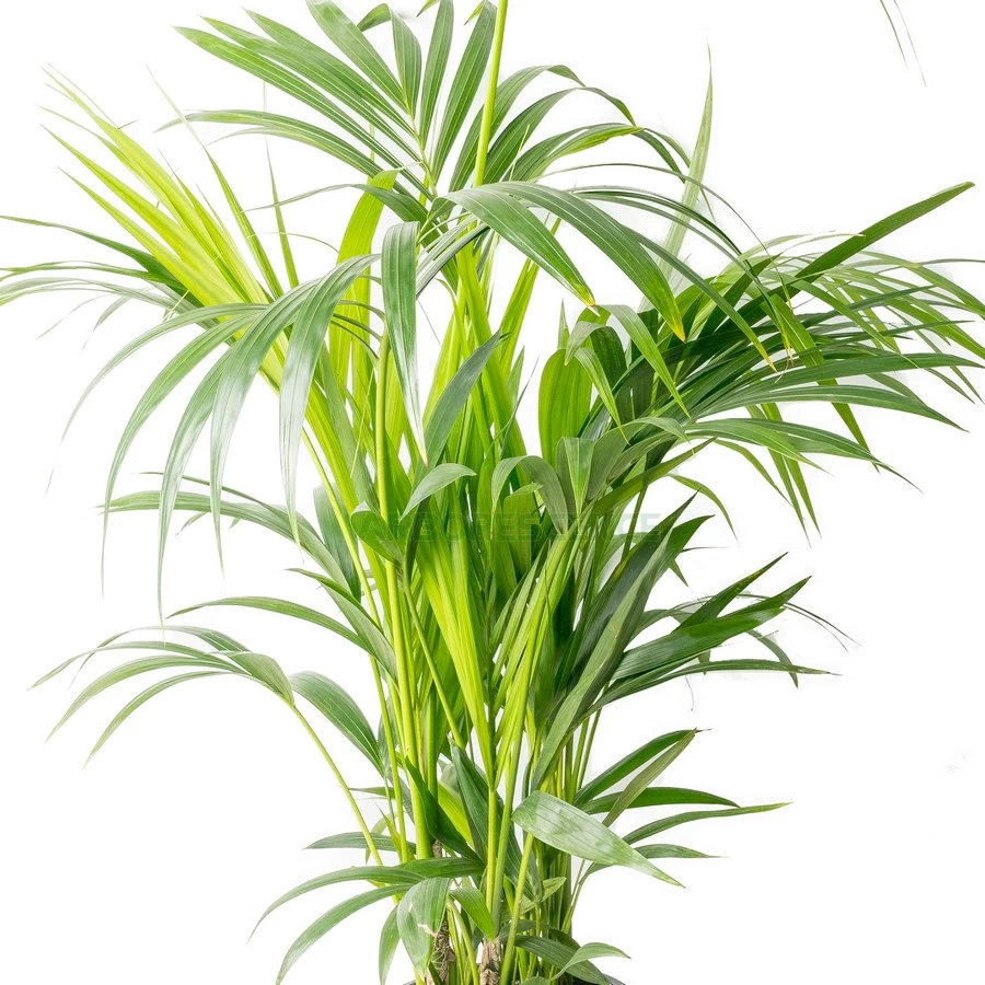 howea-forsteriana-kentia