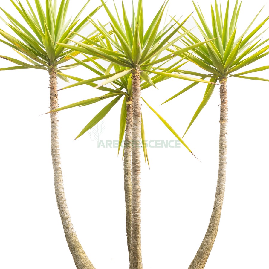 yucca-gloriosa-bresil-touffe