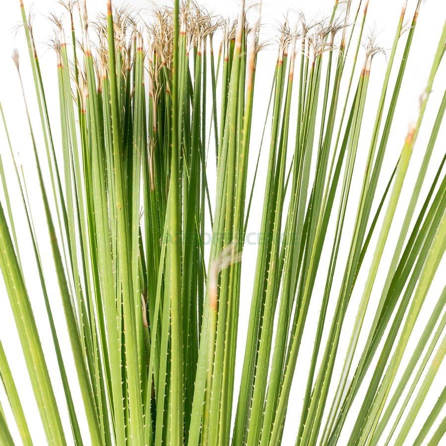 dasylirion-longissimum