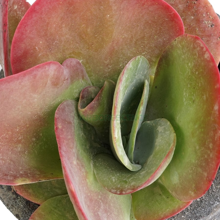Additional view