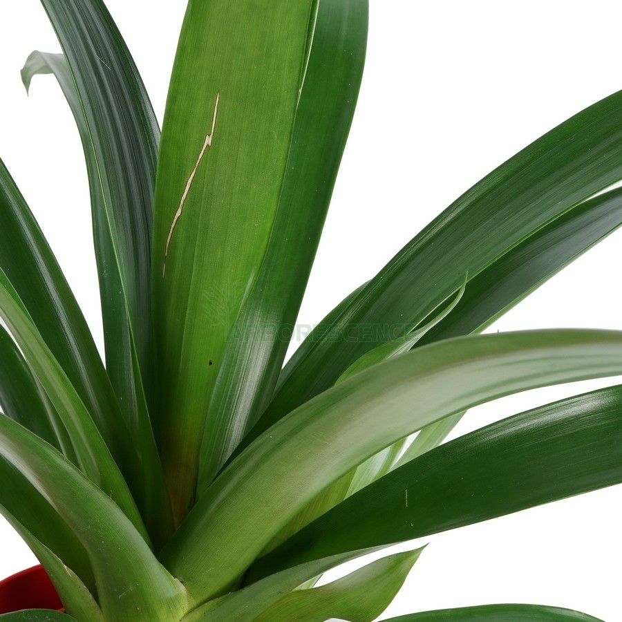 guzmania-lingulata