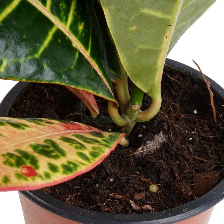 codiaeum-petra-croton