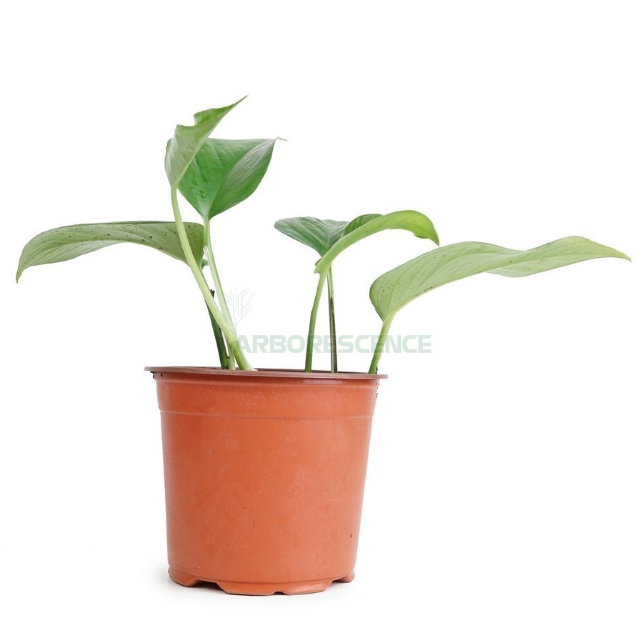 EPIPREMNUM (POTHOS)