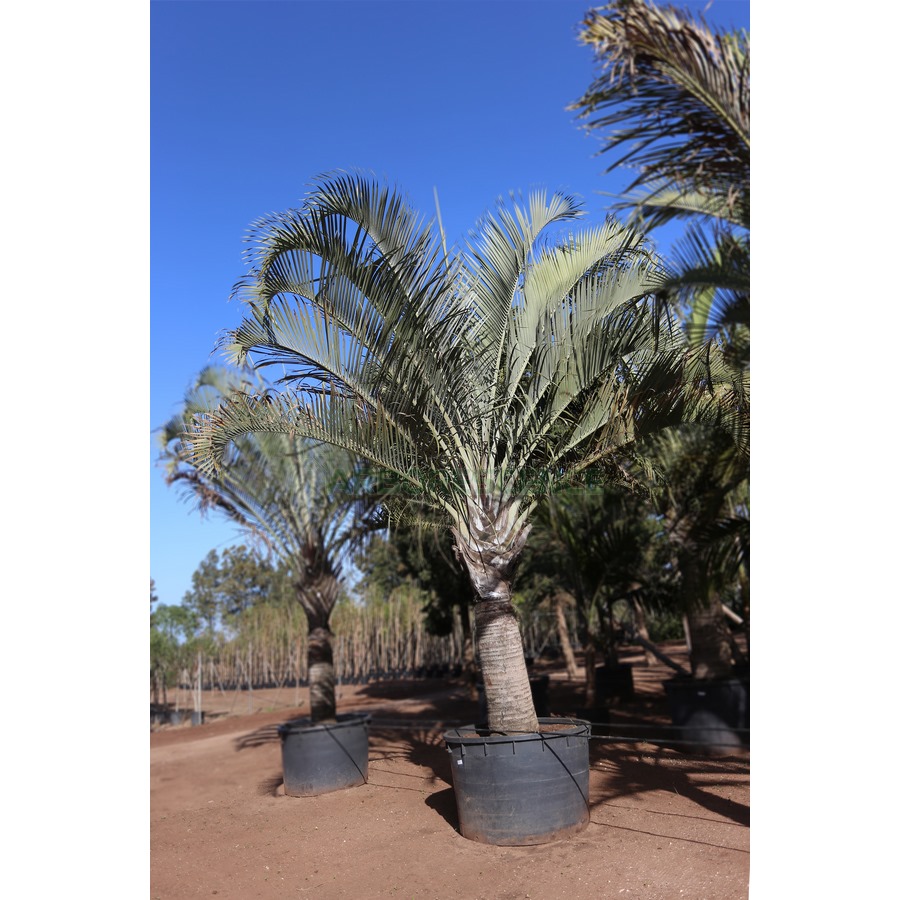 dypsis-decaryi-palmier-triangle-palmier-triedre-se