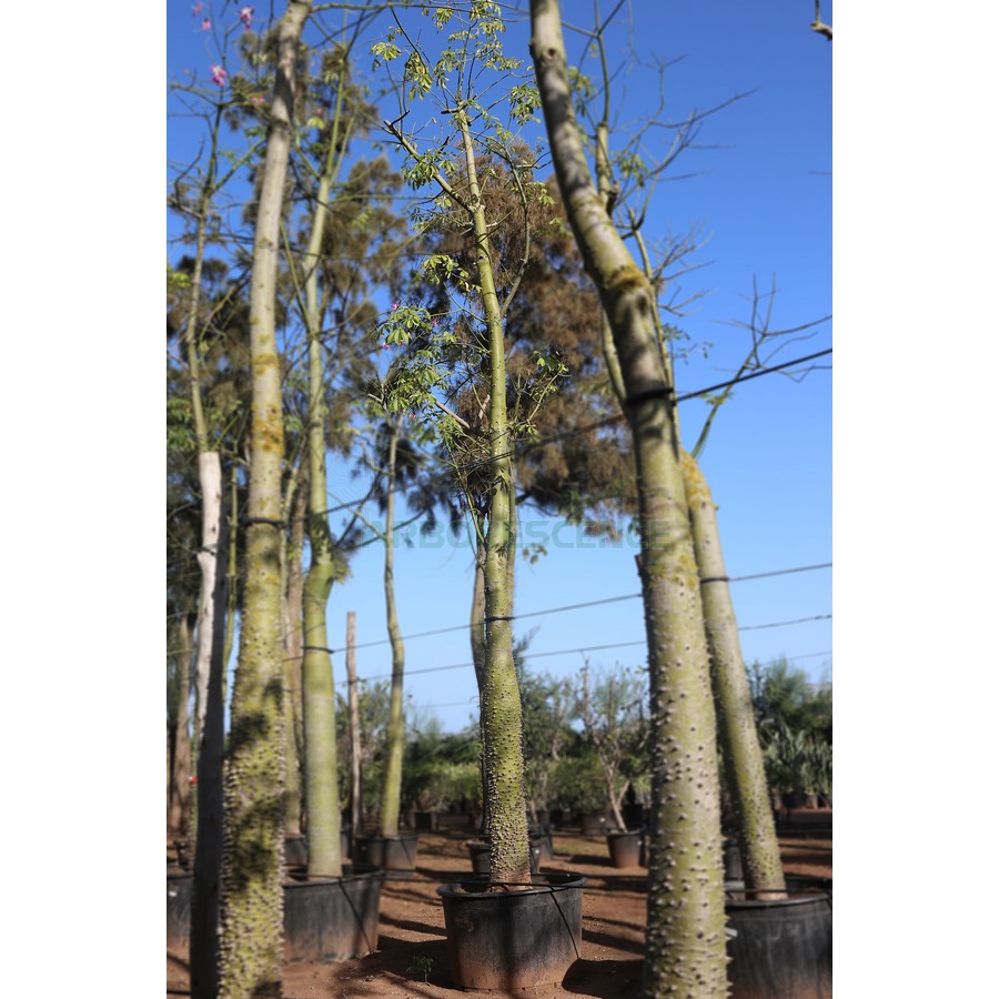 chorisia-speciosa-ceiba-kapokier-se