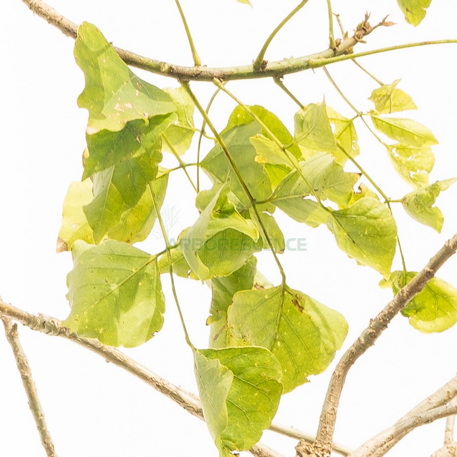 erythrina-caffra-arbres-corail