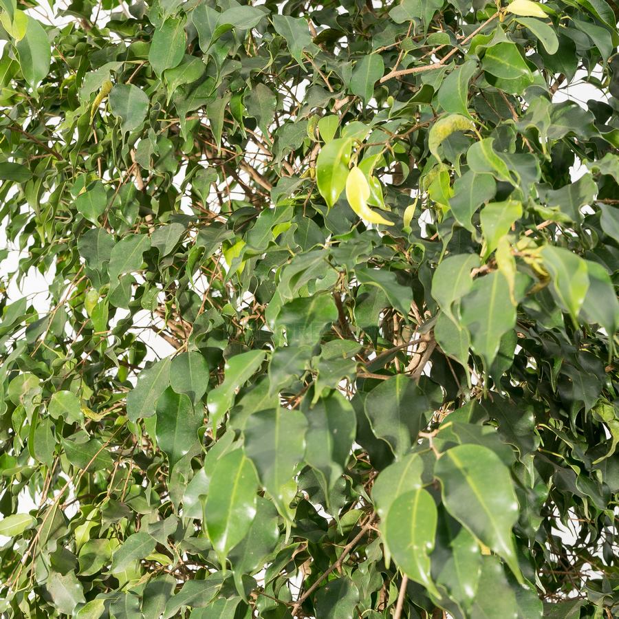 ficus-benjamina-figuier-pleureur