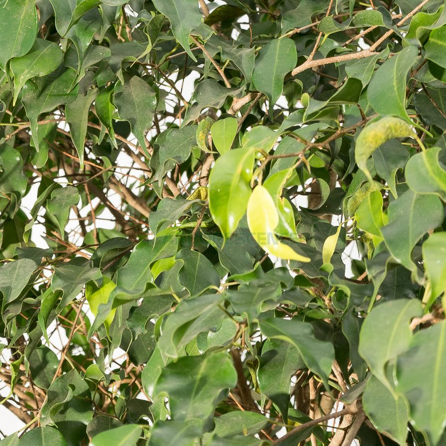 ficus-benjamina-figuier-pleureur