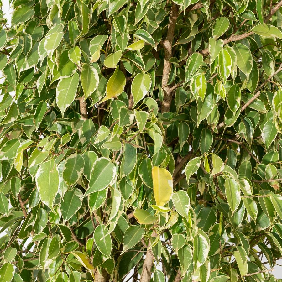 ficus-benjamina-panache-figuier-pleureur