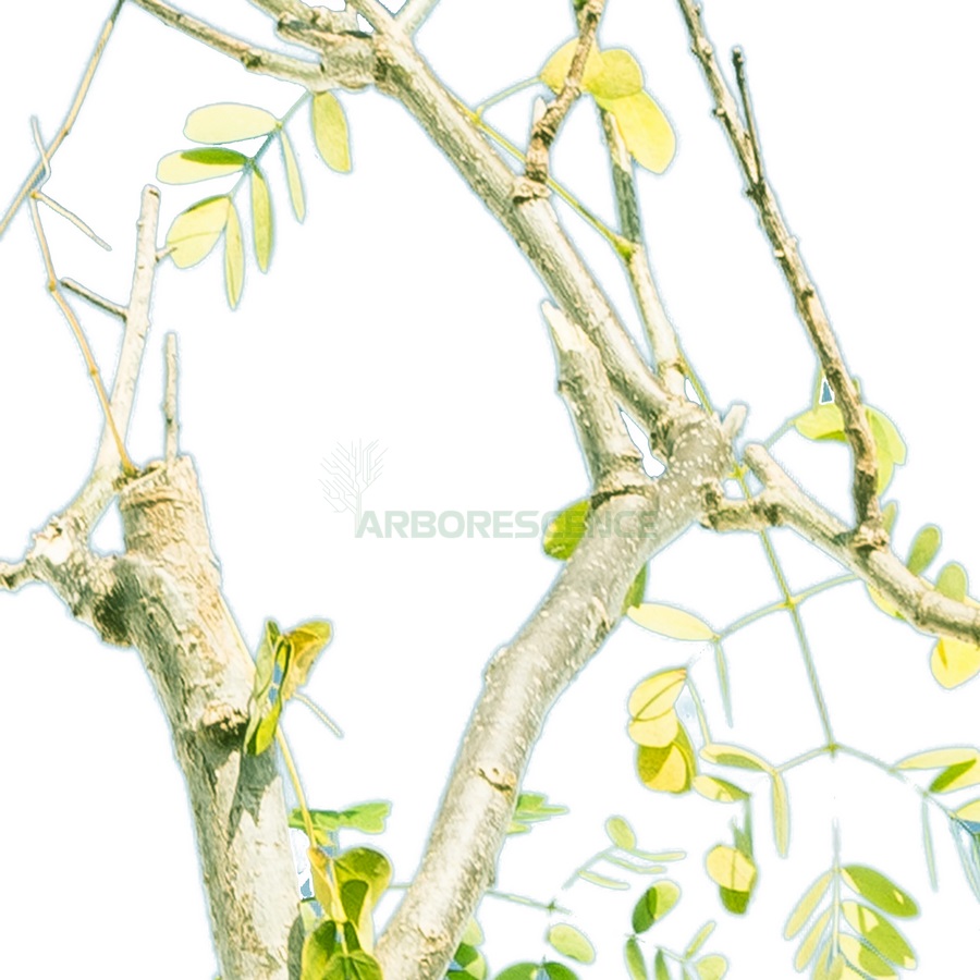 caesalpinia-mexicana-retenue-mexicaine