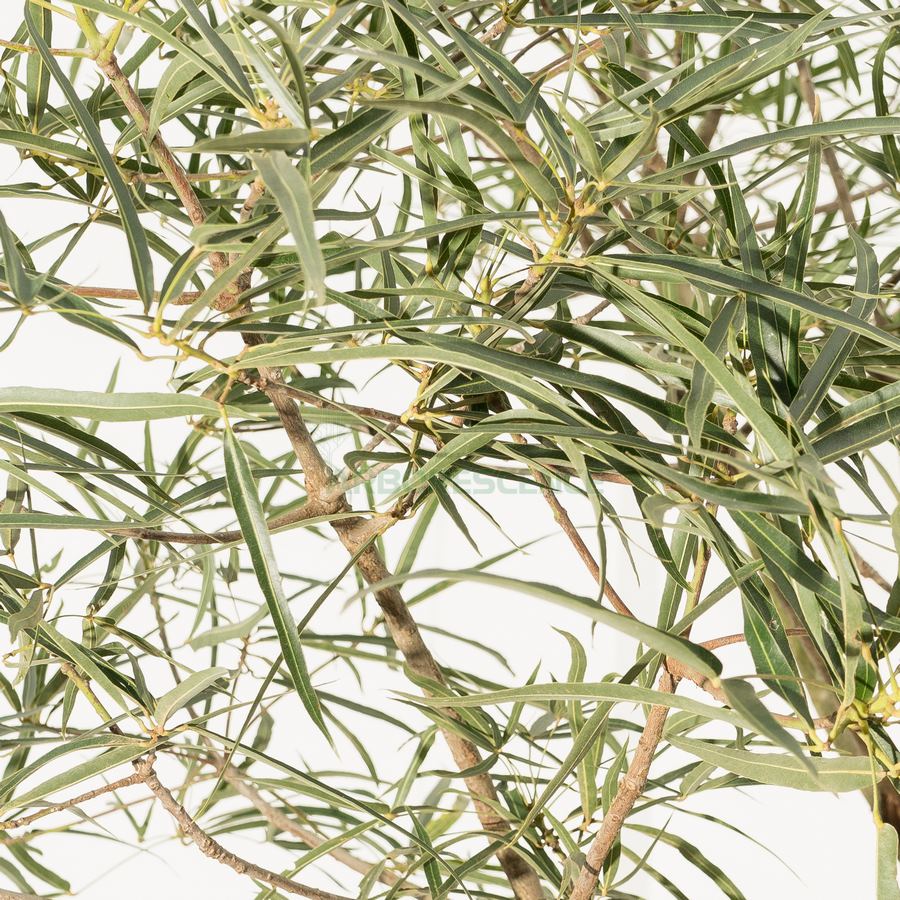 brachychiton-rupestris-arbres-bouteille