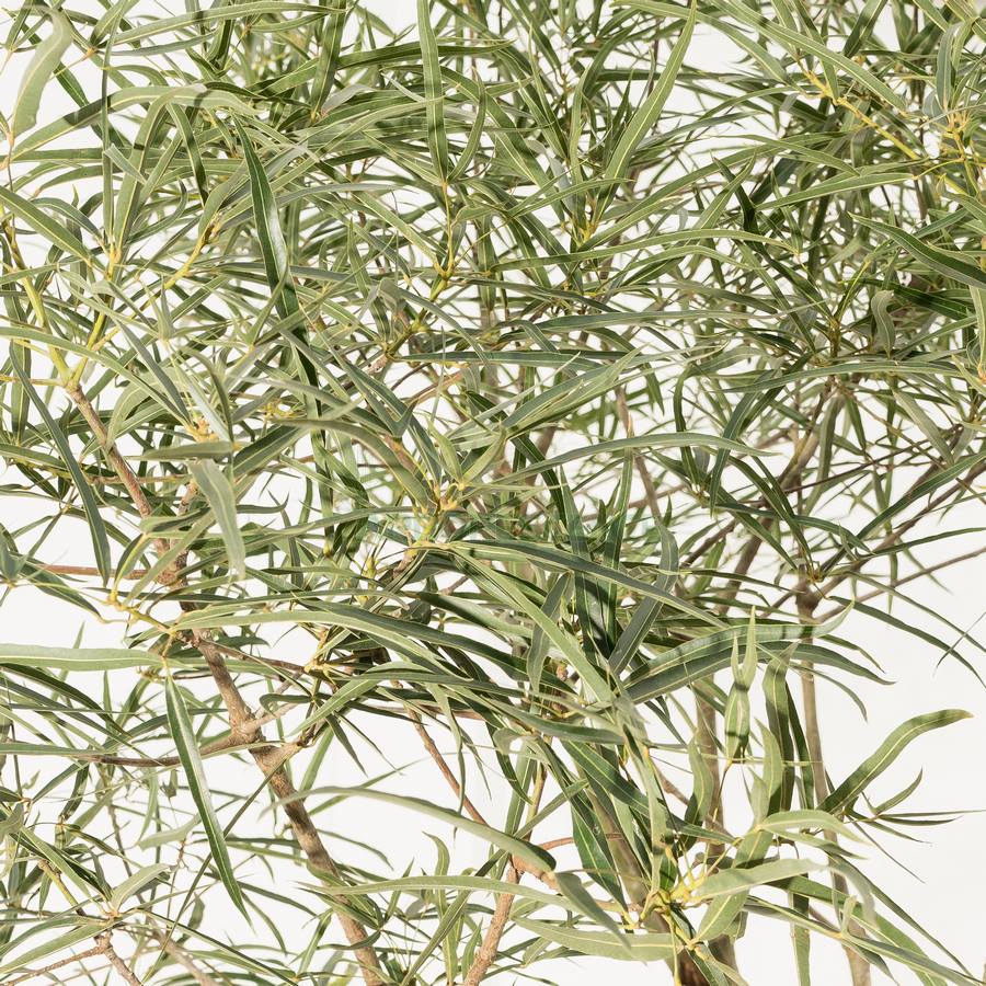 brachychiton-rupestris-arbres-bouteille