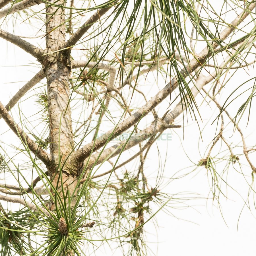 pinus-pinea-pin-parasol-pin-pignon