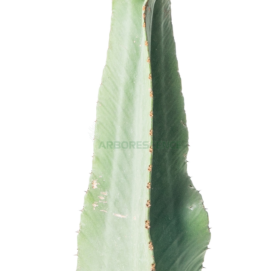 euphorbia-candelabrum