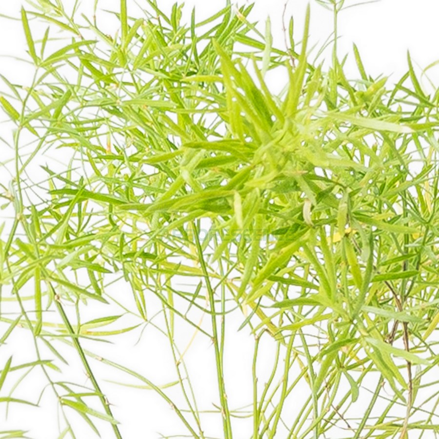 asparagus-sprengeri-asperge-de-sprenger