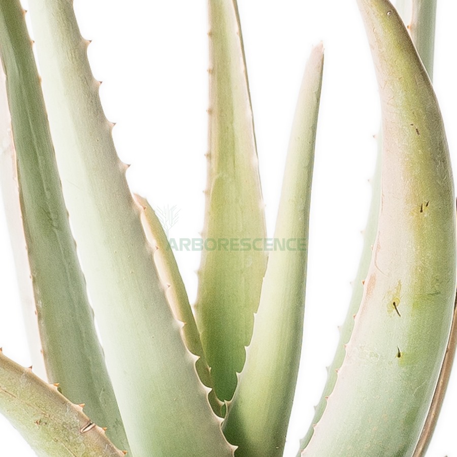 aloe-vera