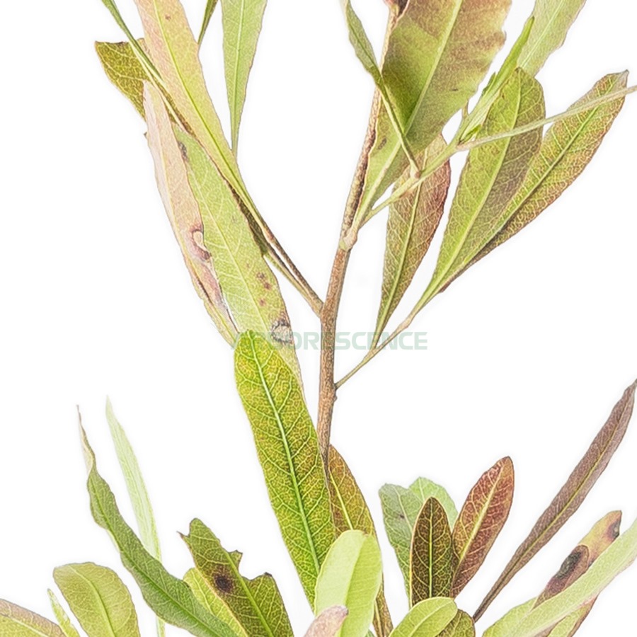 dodonaea-viscosa-purpurea