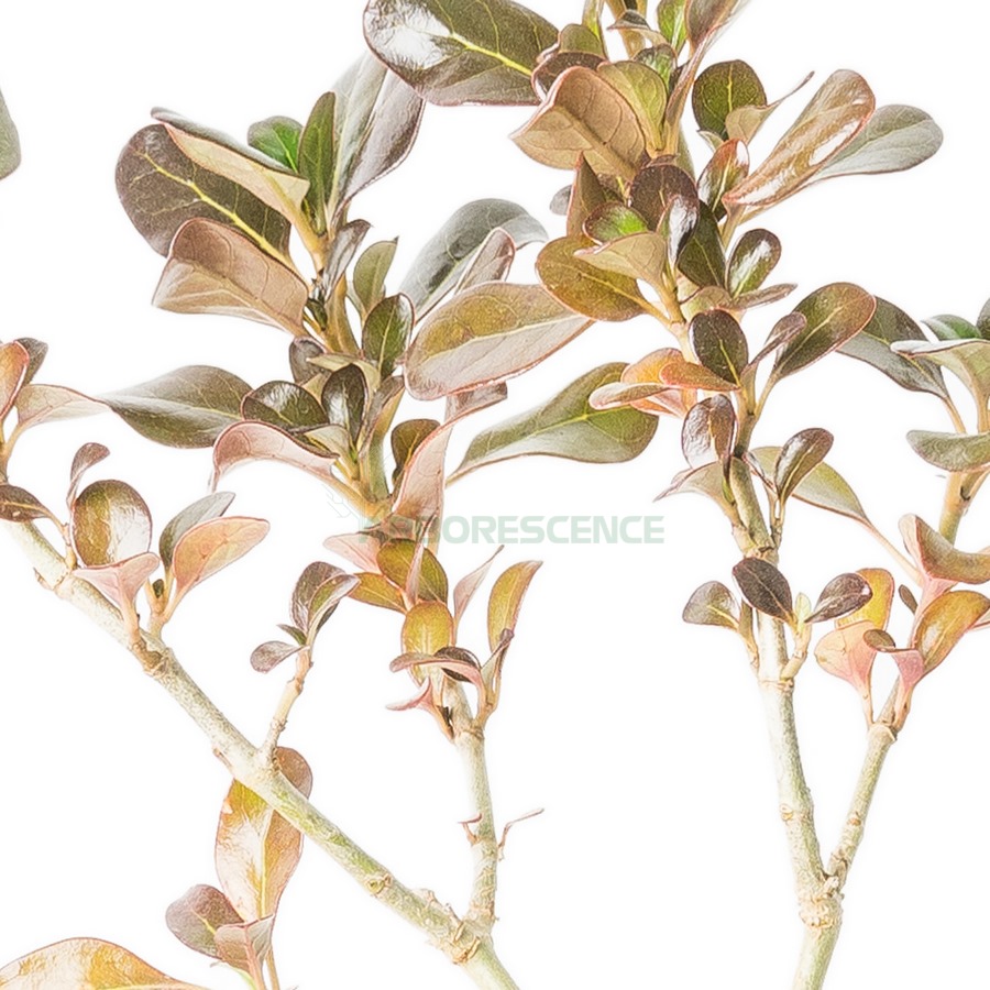 coprosma-rouge