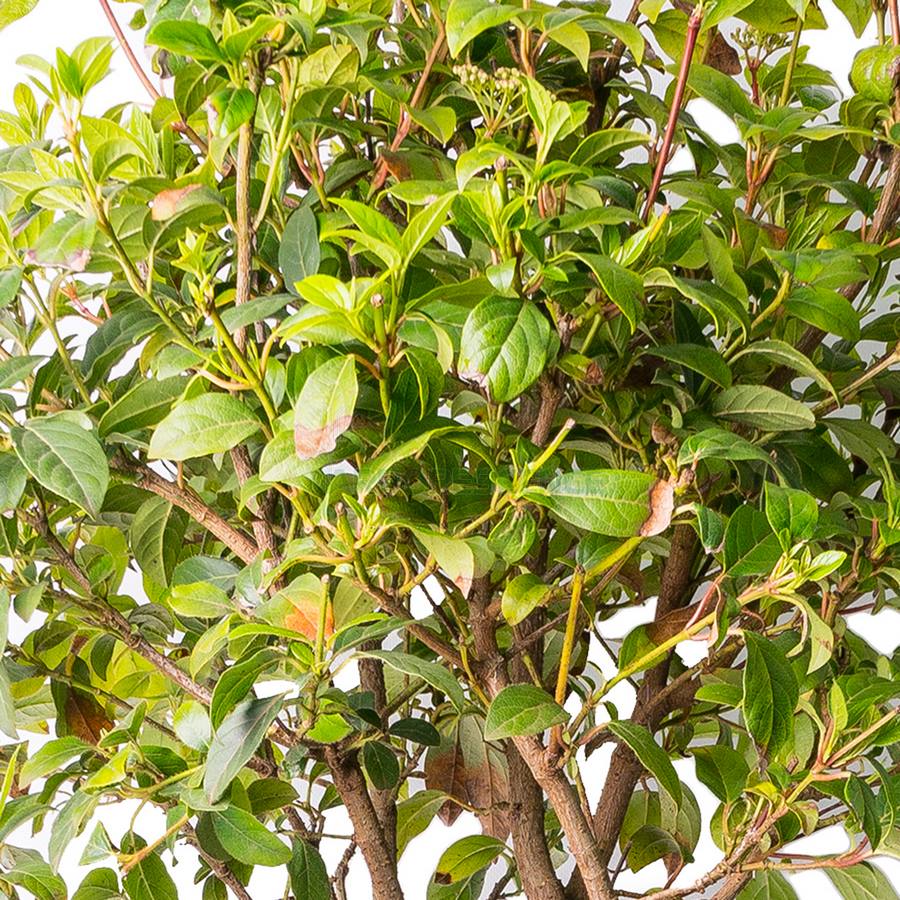 VIBURNUM TINUS