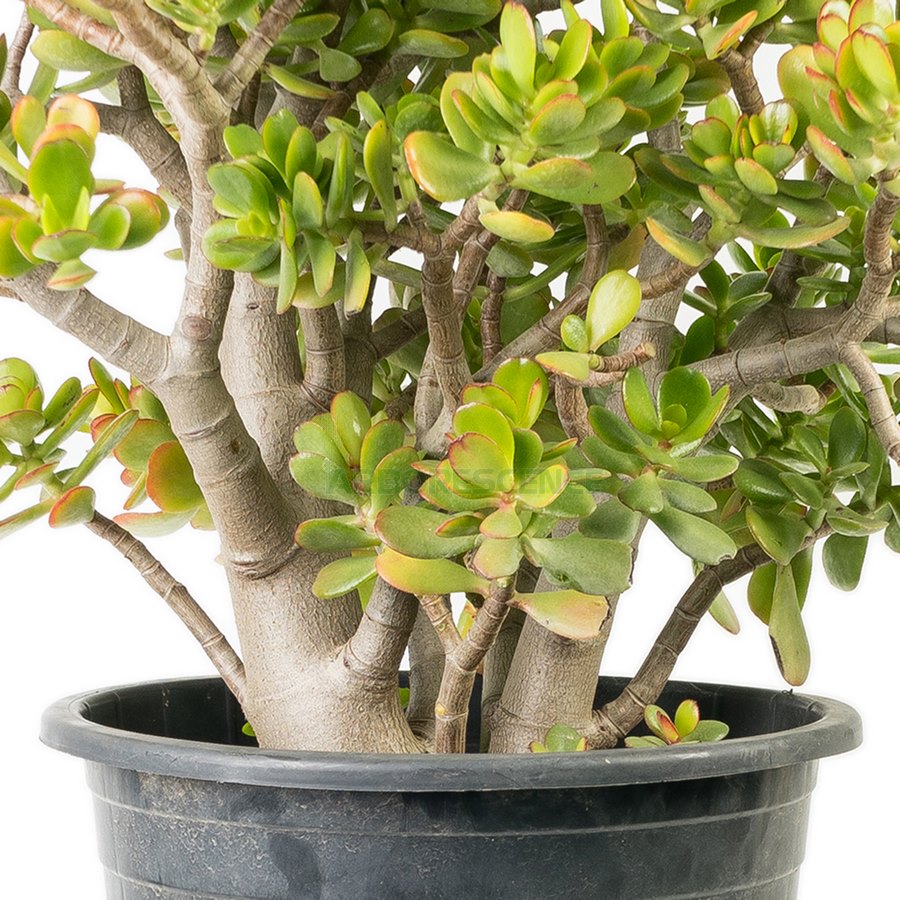 CRASSULA OBLIQUA (ARBRE DE JADE) Arborescence