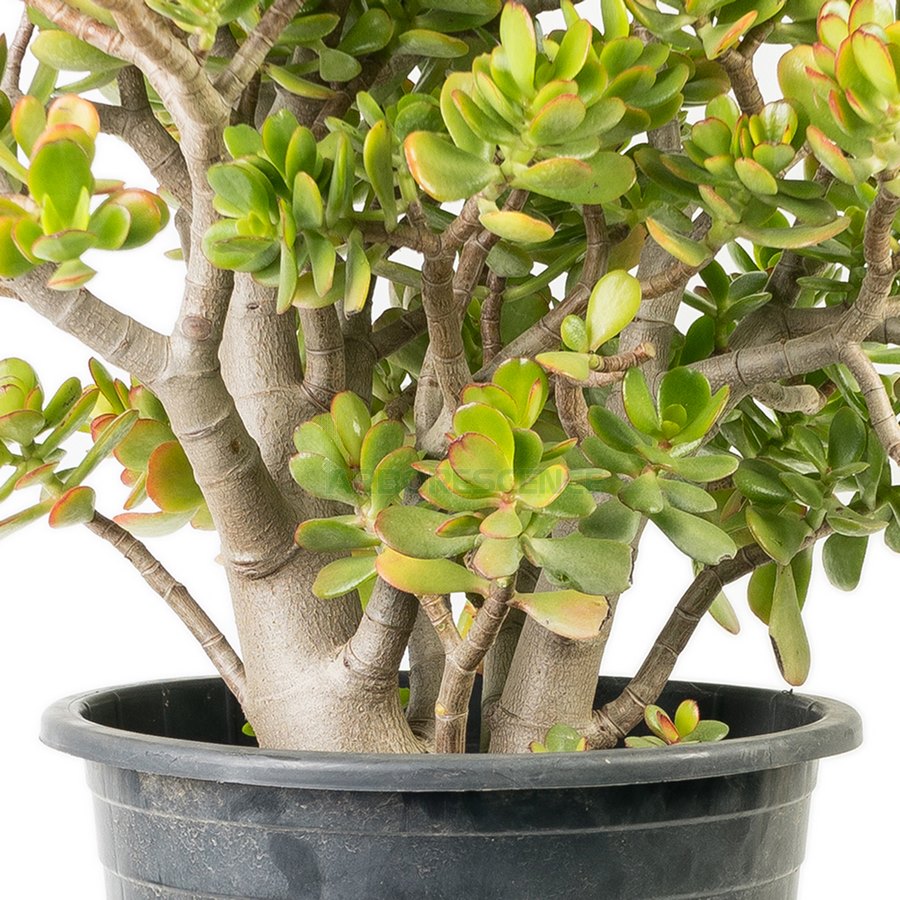 CRASSULA OBLIQUA (ARBRE DE JADE) - Arborescence