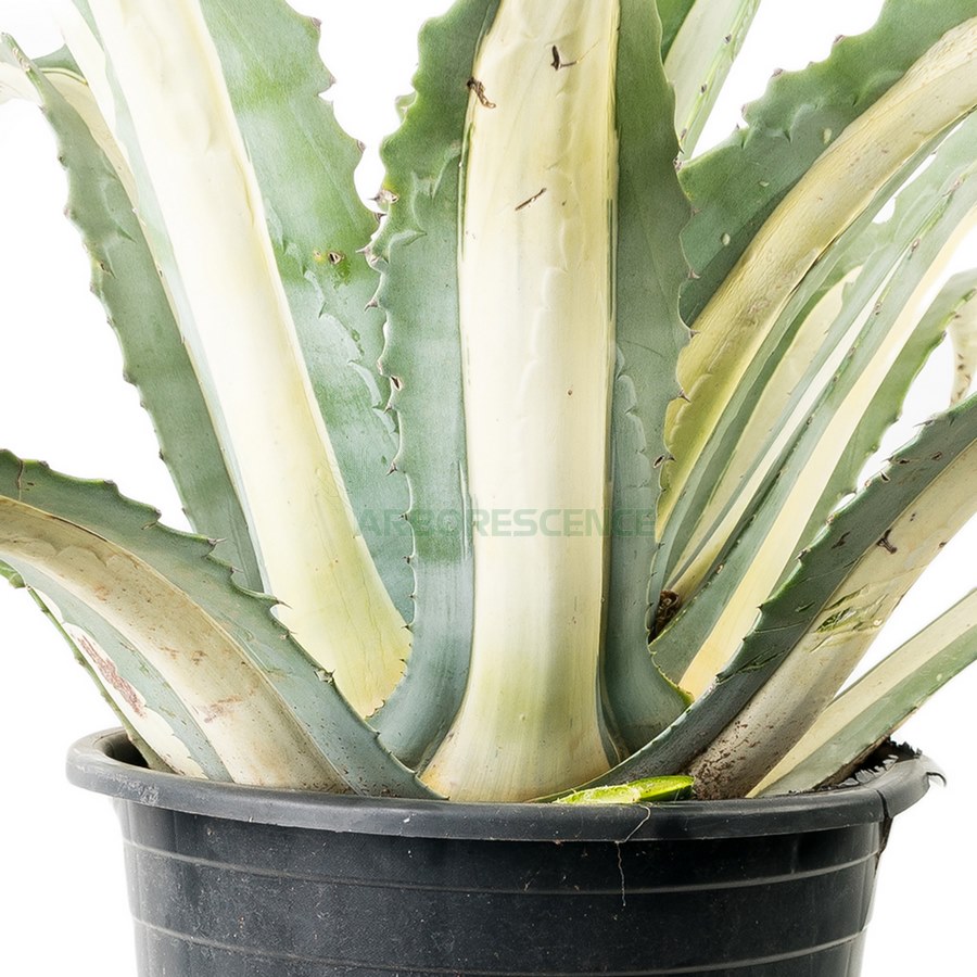 agave-americana-mediopicta