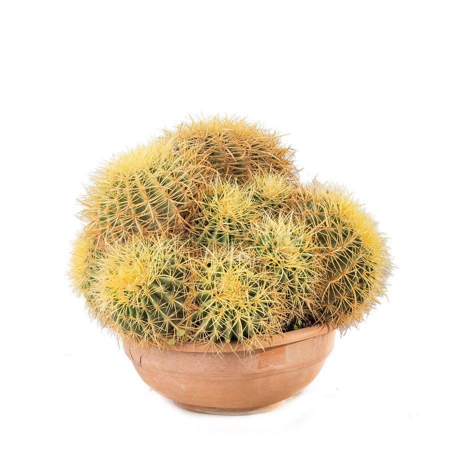 echinocactus-grusonii-touffe