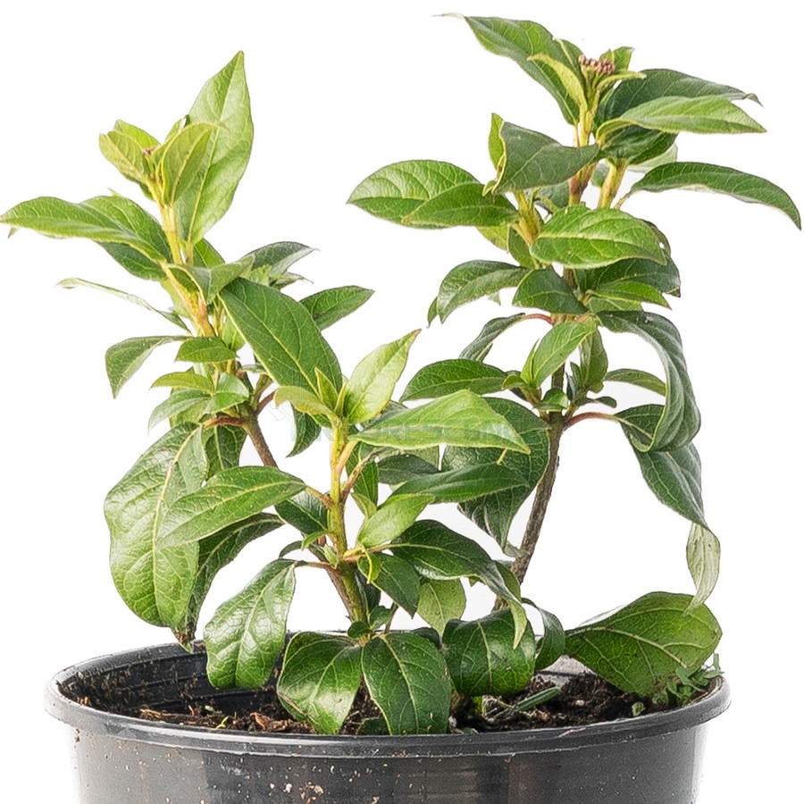 viburnum-tinus