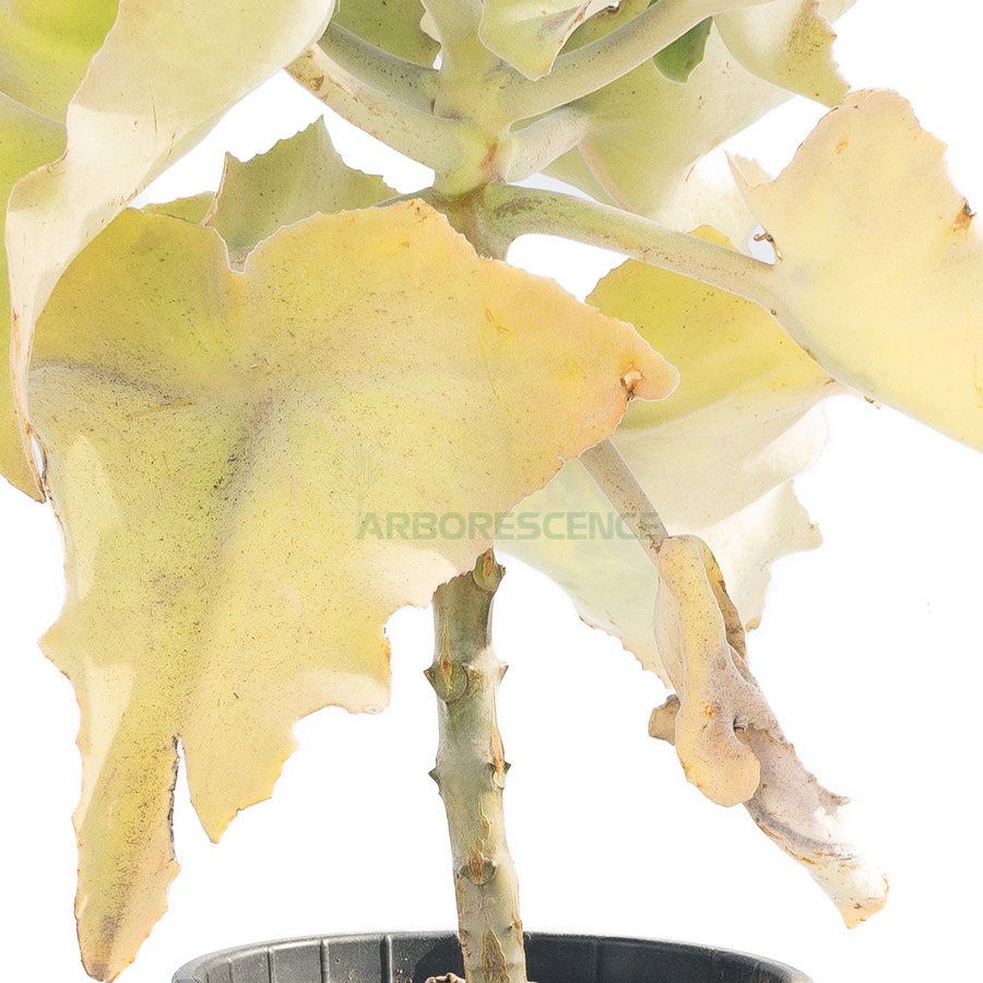 kalanchoe-beharensis