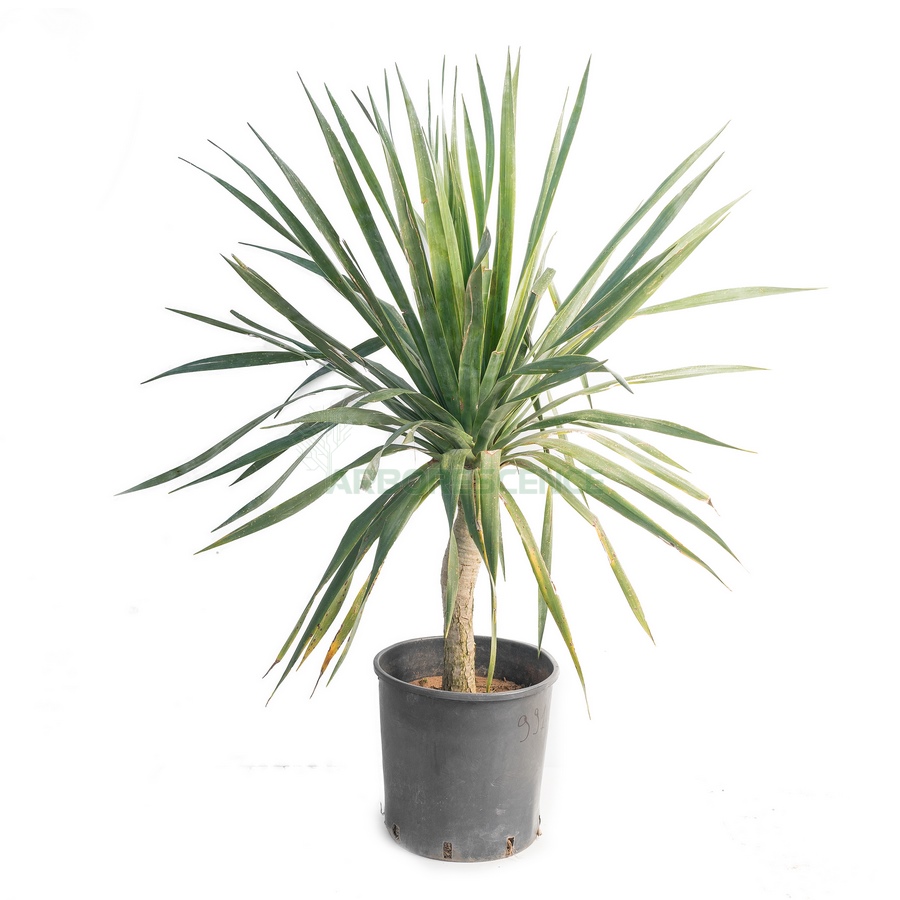 dracaena-draco